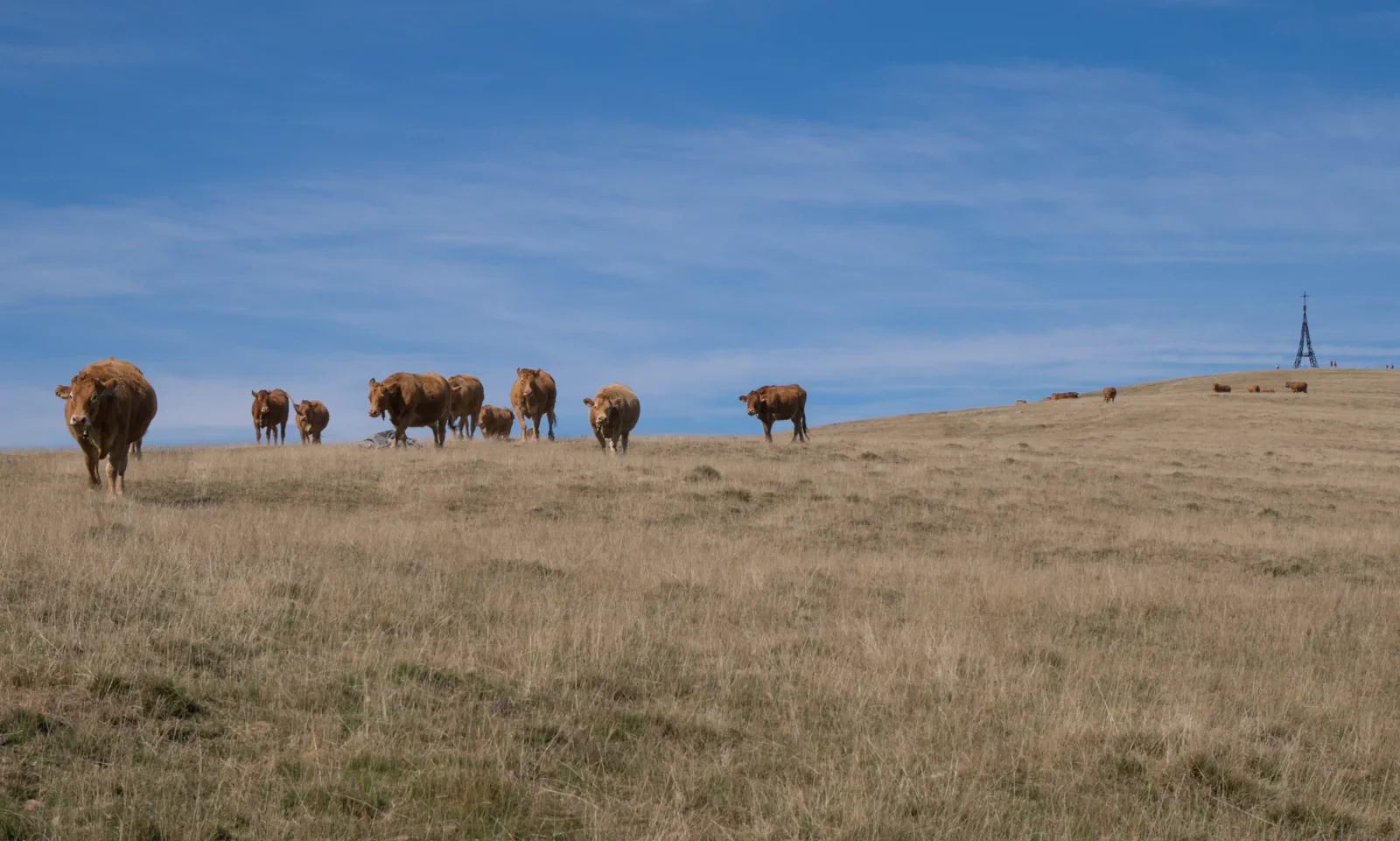 A line of red cattle walking across open grassland under a wide sky on Gorbea, in the Basque Country