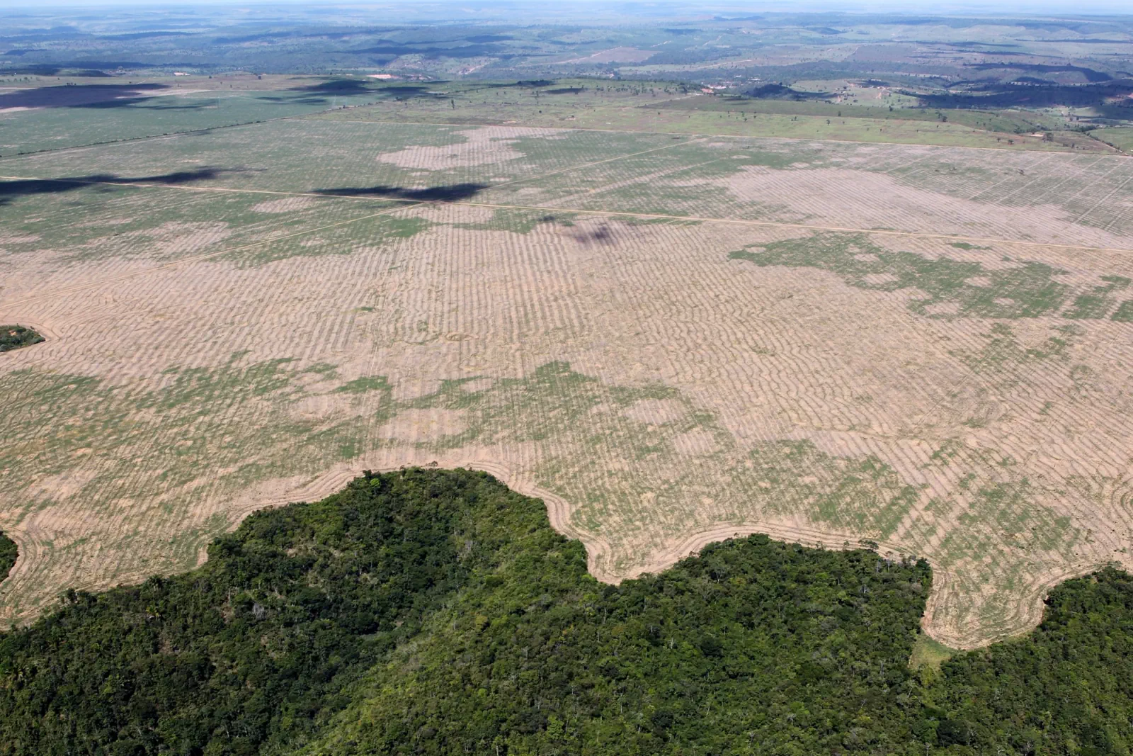 Aerial view of a large area of cleared forest in Brazil, with a strip of remaining trees in the foreground